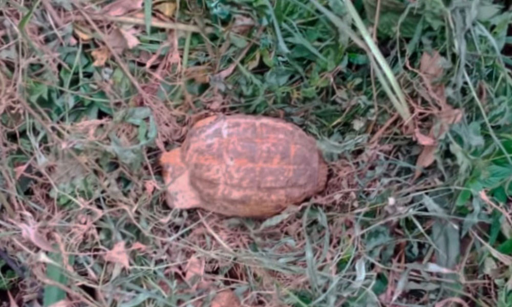কমলগঞ্জে সবজিক্ষেতে মিলল গ্রেনেড