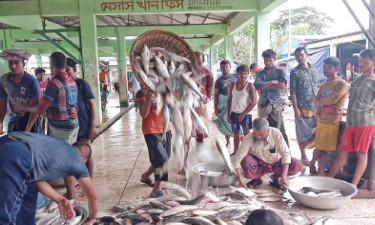 এক ট্রলারে ৬৫ মণ ইলিশ