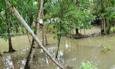 টানা বর্ষণে বেতাগীতে পানিবন্দি শতাধিক পরিবার