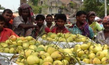 চাঁপাইনবাবগঞ্জে ক্ষতির মুখে শতকোটি টাকার আম