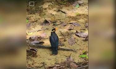বন্য প্রাণী কেনাবেচায় উপজেলা প্রশাসনের কঠোর হুঁশিয়ারি