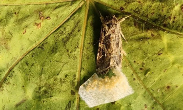 উদ্ভিদের গোপন শব্দে প্রাণীরা প্রতিক্রিয়া দেখায় : গবেষণা