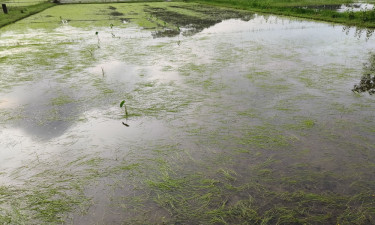 টানা ভারি বর্ষায় তলিয়ে গেছে কৃষকের স্বপ্ন