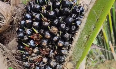 প্রক্রিয়া ও বাজারজাত করতে না পারায় গাছেই নষ্ট হচ্ছে পাম ফল