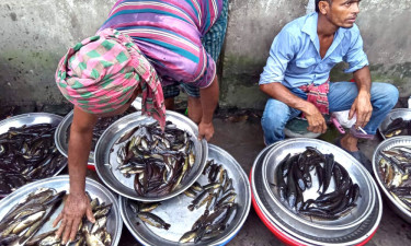 গোপালগঞ্জে দেশীয় মাছ সংরক্ষণে কঠোর পদক্ষেপ