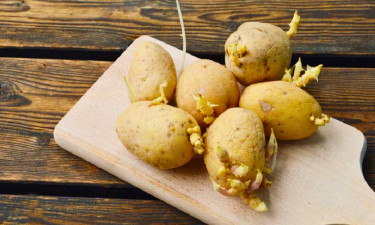 অঙ্কুরিত আলু খাওয়া কতটা স্বাস্থ্যকর
