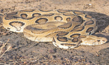 সমন্বিত চিকিৎসার অভাব, বাড়ছে সাপে কাটা রোগীর মৃত্যুহার
