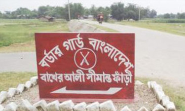 সীমান্তে চোরাকারবারিদের বিজিবির তাড়া-গুলিবর্ষণ, ১০ মহিষ জব্দ