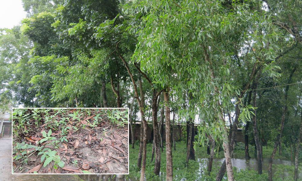 সরকারি পূর্ব মাদারীপুর কলেজে আকাশমনি গাছের ছড়াছড়ি