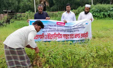 আকাশমণি-ইউক্যালিপটাসের চারা ধ্বংসে অভিযান শুরু