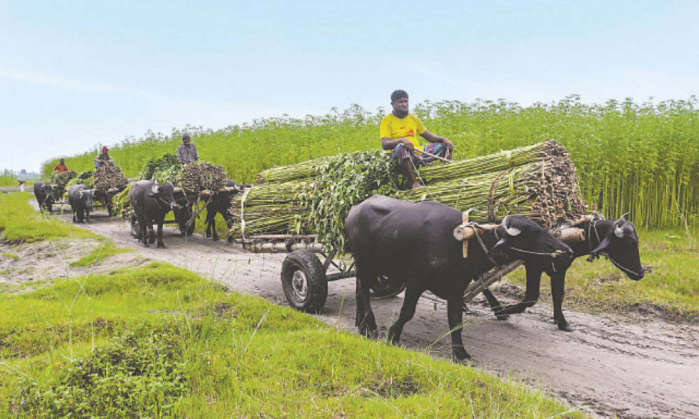 তিস্তার বুকে জেগে ওঠা চরে  পাট চাষ