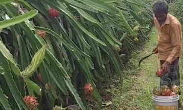 বেকারত্ব জয় করে সফল উদ্যোক্তা দুই বন্ধু মাসুদ-দেলোয়ার