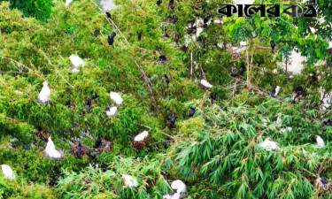 সন্ধ্যা হতেই পাখিদের ঢল নামে যে গ্রামে
