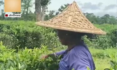 চাপাতা রুটি খেয়ে দিন চলে চা শ্রমিকের