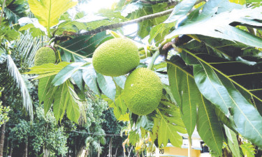 গাছে ধরেছে ‘রুটিফল’