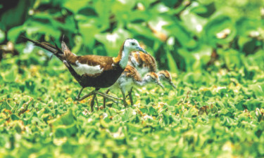 জলময়ূর