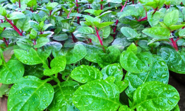 পুঁইশাকের অনেক গুণ, সতর্ক থাকতে হবে যাদের