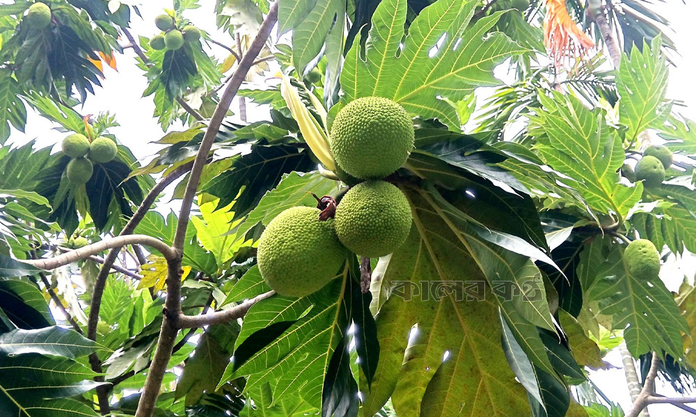 কুমিল্লার বার্ডে গাছে ধরেছে বিরল ‘রুটিফল’
