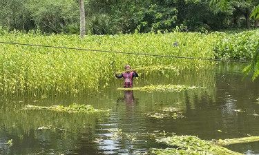 যশোরে জলাবদ্ধতা : বাধ্য হয়ে কাটা হচ্ছে অপরিপক্ব পাট