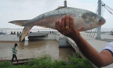 পদ্মার এক ইলিশ সাড়ে ৭ হাজারে বিক্রি