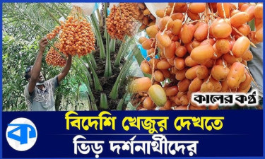 কলাপাড়ায় আরব দেশের খেজুর ফলিয়ে দুই ভাইয়ের সাফল্য