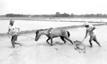 গরুর বদলে ঘোড়া দিয়ে চাষ