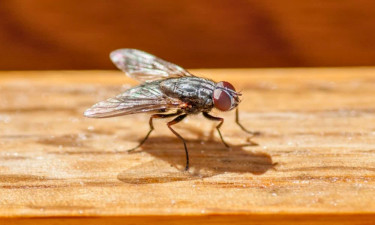 বর্ষায় মাছির উপদ্রব বন্ধ করবেন যেভাবে