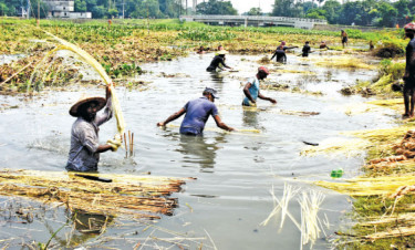 পাট কাটা, জাগ দেওয়া, ধোয়া ও শুকানোর কাজে ব্যস্ত সময় পার করছেন কিষান-কিষানিরা