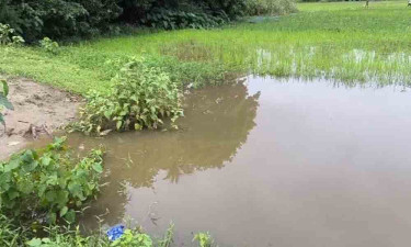 সিরাজগঞ্জে ডোবার পানিতে পড়ে প্রাণ গেল নারীর