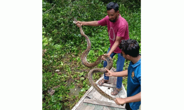 বসতঘর থেকে ১২ ফুট লম্বা অজগর উদ্ধার