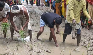 রাস্তায় ধানের চারা রোপণ করে কৃষকদের অভিনব প্রতিবাদ