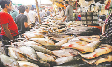 মাছের দাম চড়া, ভরা মৌসুমেও ইলিশ অধরা