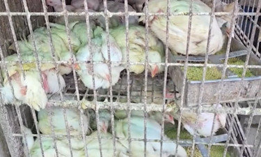 ‘বিগত ১০ বছরেও এত সস্তায় মুরগি বিক্রি করি নাই’