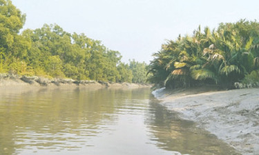 সুন্দরবনে বায়োমাস ও গাছের ঘনত্ব বেড়েছে