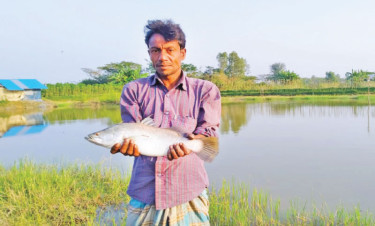 ভেটকি-তেলাপিয়ার মিশ্র চাষে সফলতা