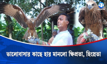 মরুভূমির ভয়ংকর বাজপাখি কথা শোনে মোশারফের, ঘুরে বেড়ায় মোটরসাইকেলে