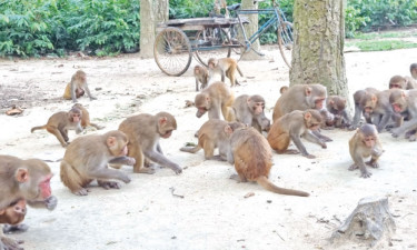 সন্তোষপুর গ্রামে বানরকুল, দর্শনার্থীর ভিড়