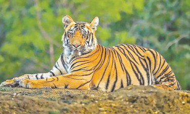বাঘ নিরাপদ খুলনায়, ঝুঁকিতে সাতক্ষীরায়