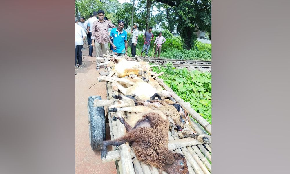 ট্রেনে কাটা পড়ল বাকৃবির গবেষণারত ২২টি উন্নত জাতের ভেড়া