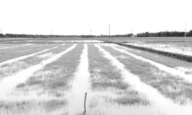 অতিবৃষ্টিতে খুলনার ১৩ হাজার কৃষক ক্ষতিগ্রস্ত