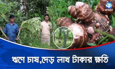 ওল কচুর ক্ষেতে শূকরের হানা