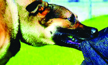 ঠাকুরগাঁওয়ে পাগলা কুকুরের তাণ্ডব, এক দিনে শিশু-বৃদ্ধসহ আহত ১০