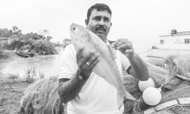 পদ্মার দুই কেজির ইলিশ ৯৬০০ টাকায় বিক্রি