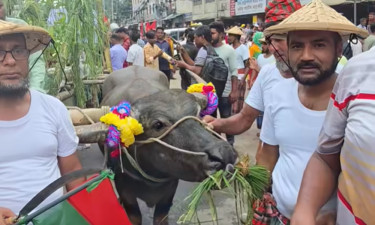 বিএনপির বিজয় শোভাযাত্রা মাতাবে মাওনার মহিষের গাড়ি