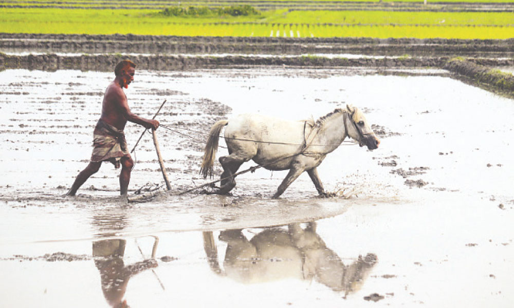 আমন ধান রোপণ