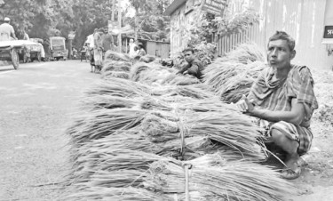 টানা বর্ষণে ধানের চারার বাজারে ধস