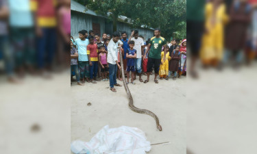 কু‌ড়িগ্রা‌মে বিপন্ন প্রজা‌তির অজগর সাপ উদ্ধার