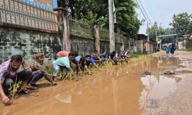 ঠাকুরগাঁওয়ে সংস্কারের দাবিতে পৌরসভার সড়কে ধান রোপণ