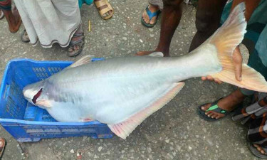 বড়শিতে ধরা পড়ল সাড়ে ২৩ কেজির পাঙ্গাশ, বিক্রি কত?