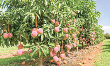 শূন্য মরুভূমি থেকে এশিয়ার বৃহত্তম আমবাগান